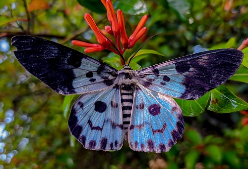 Blue Moths 