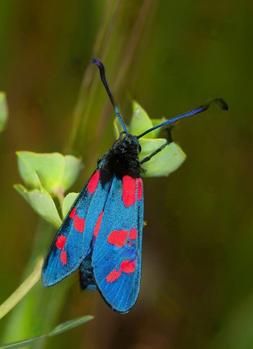 Beautiful Blue Moths