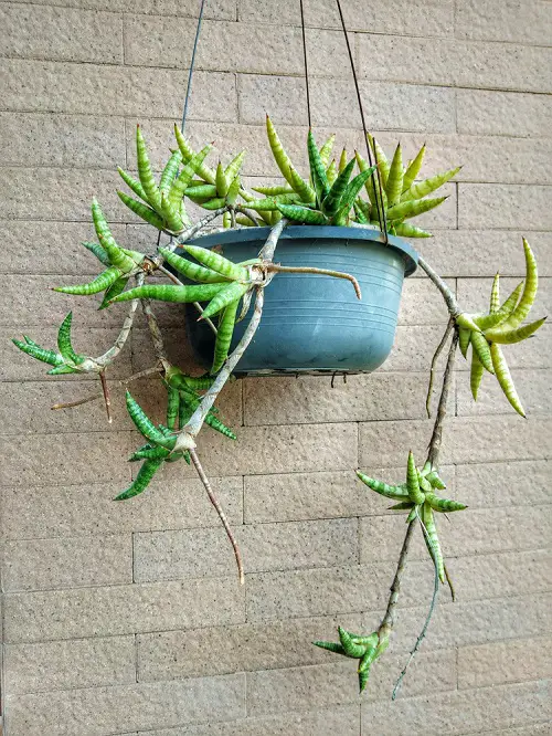 Drought Tolerant Plants for Hanging Baskets tub 