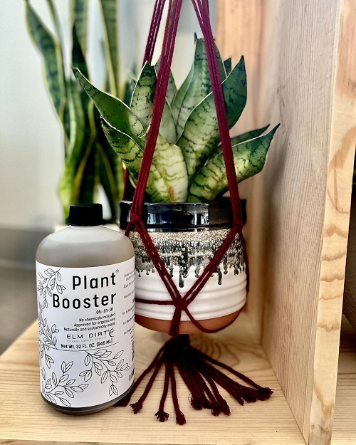 How to Grow Snake Plant in Hanging Basket