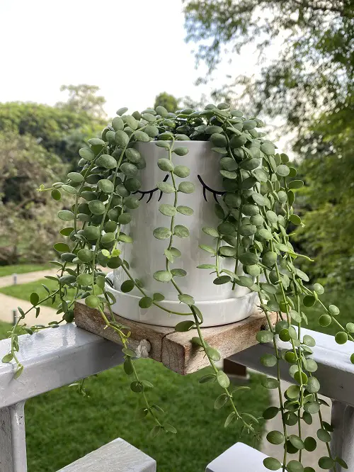 Plants Similar to String of Pearls 3