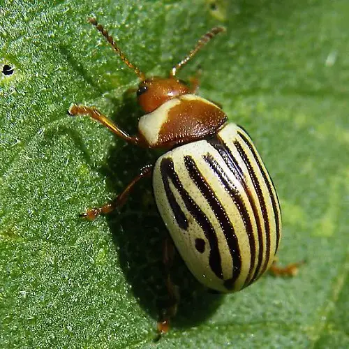 Sunflower Beetle in plant