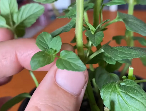 Getting a Healthy Mint Plant