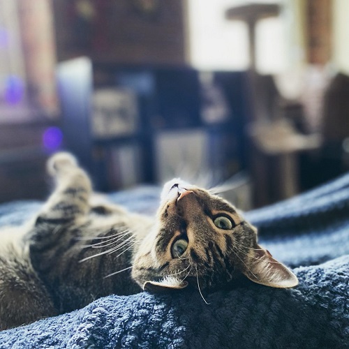Mean When a Cat Purrs