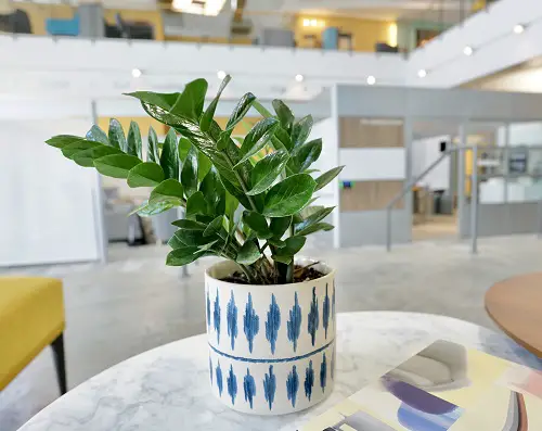 Plants for Office With No Windows in table