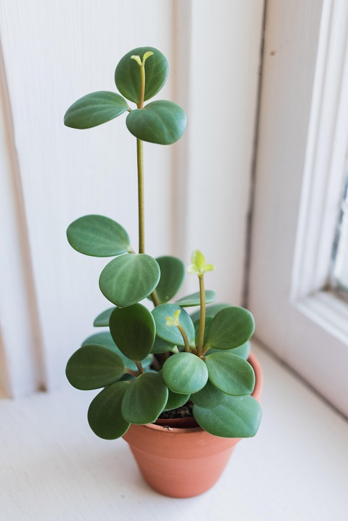 Peperomia Display