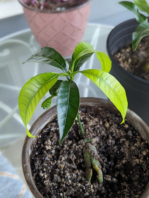 Houseplant Care Plans in 1 month
