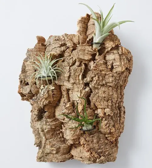 Vertical Air Plant Decor in Bark Ideas to Display Them in Style