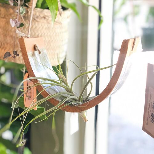 Air Plant in Wooden Hammock Ideas to Display Them in Style
