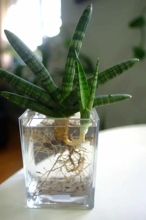 sensivieria plant in square glass 