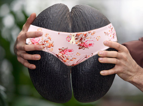Butt Nut looks as butt
