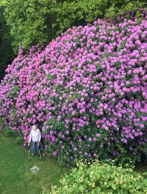 blooming Rhododendron plant in garden 2