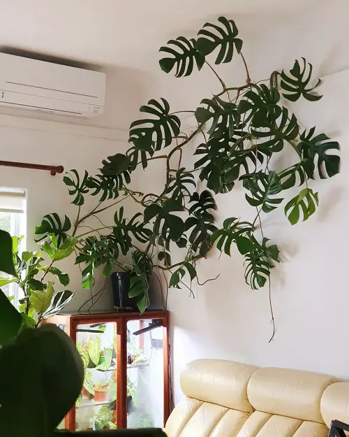 Monstera pot