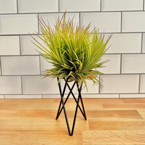 Air Plant on Tiny Metal Stand Ideas to Display Them in Style