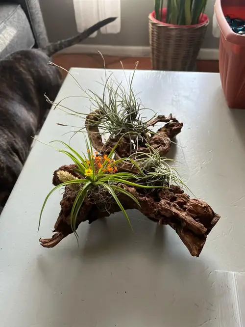 Tabletop Air Plant Decor with Wood Ideas to Display Them in Style