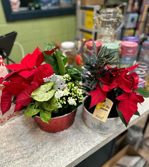 Indoor Gardening Resolutions 5