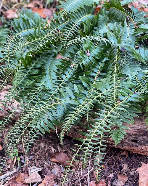 Drought Tolerant Ferns near wood