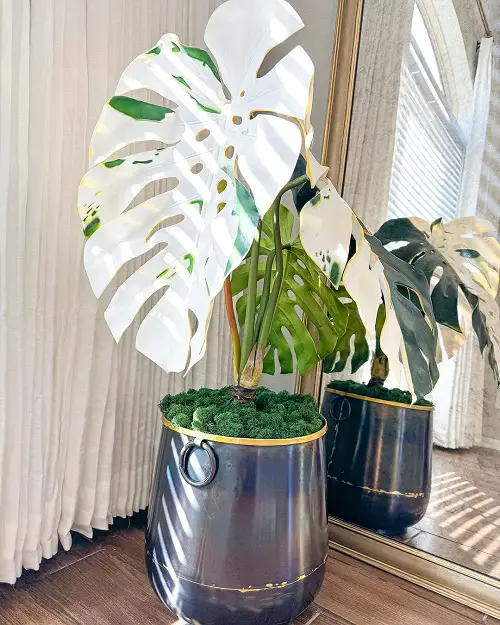 monstera Hug for Positive Energy