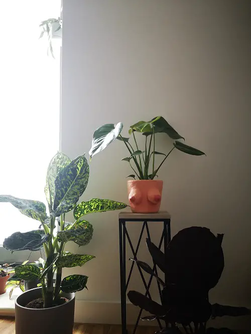 Boob Pot on Stand