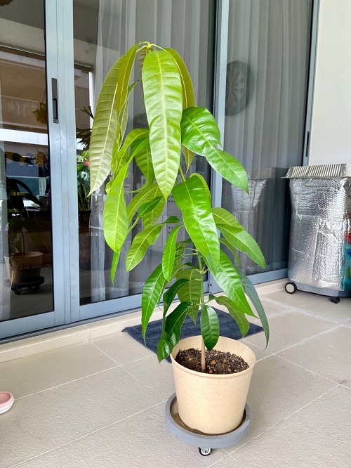 Houseplant Care Plans in 6 months