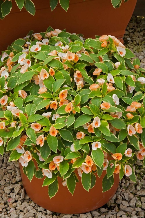 Fusion Peach Frost Impatiens Varieties