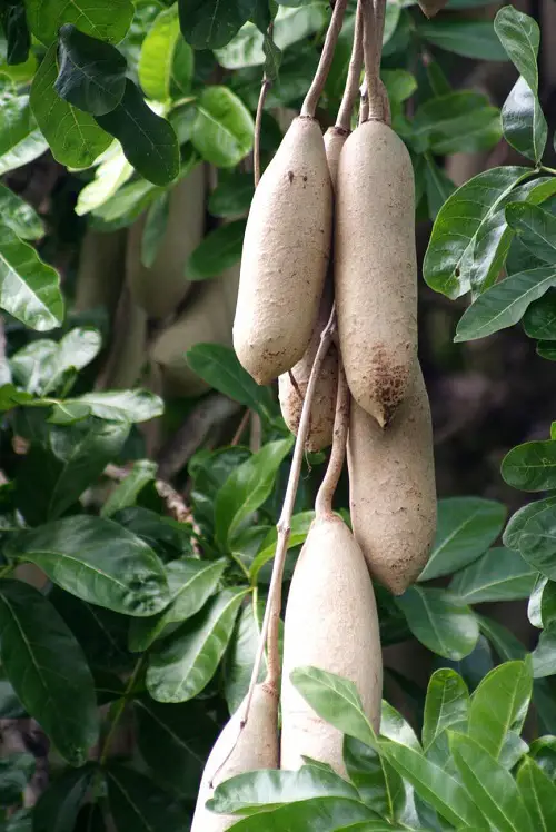 African Sausage Tree Look Like Boobs