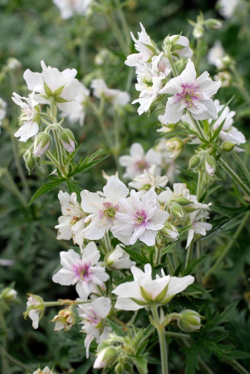 Double Jewel Cranesbill white geranium