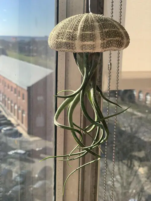 As a Mini Squid Hanger Ideas to Display Them in Style