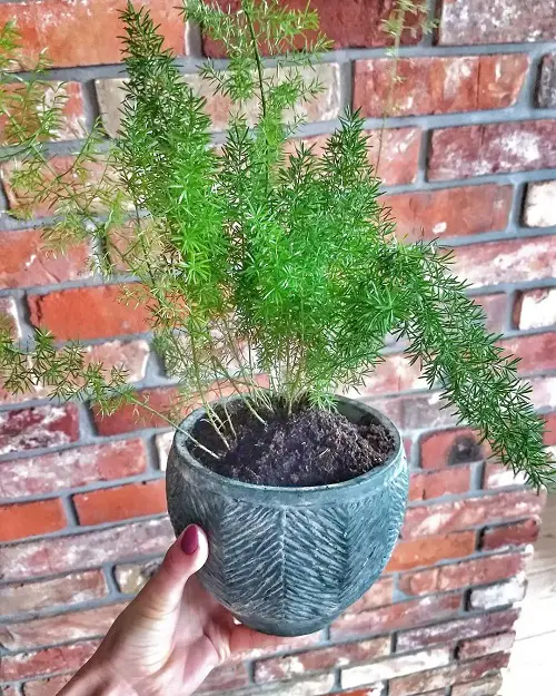Plants Look Like Asparagus Fern 4