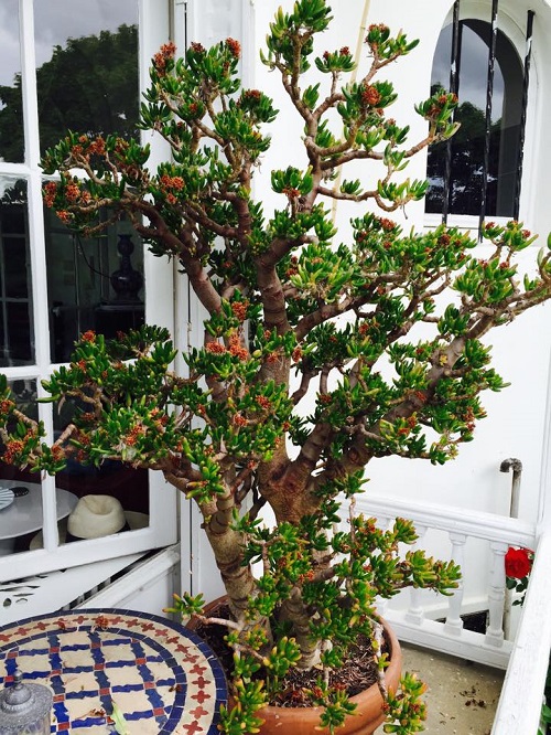 Tallest Jade Plant Varieties 1