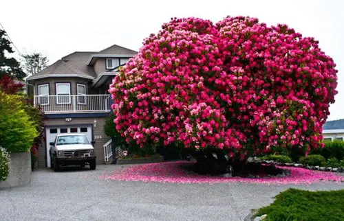 This Rhododendron Tree 9