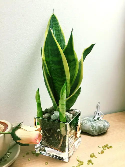 Snake Plants in square jar