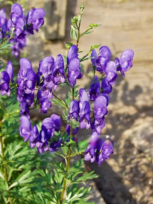 Flowers that Start with A 2