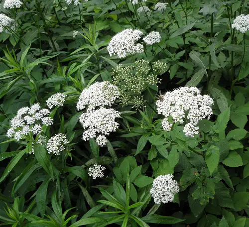 Weeds With Leaves Similar of Marigold
