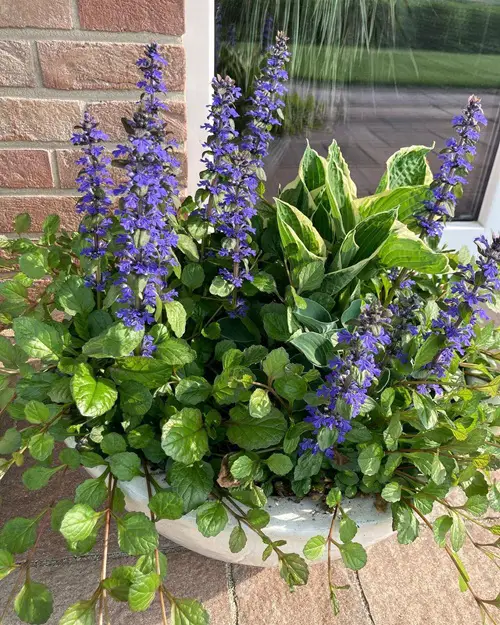Bugleweed cone flower pot near wall