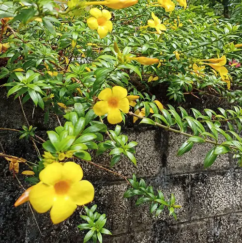 Brazilian Flowers 77