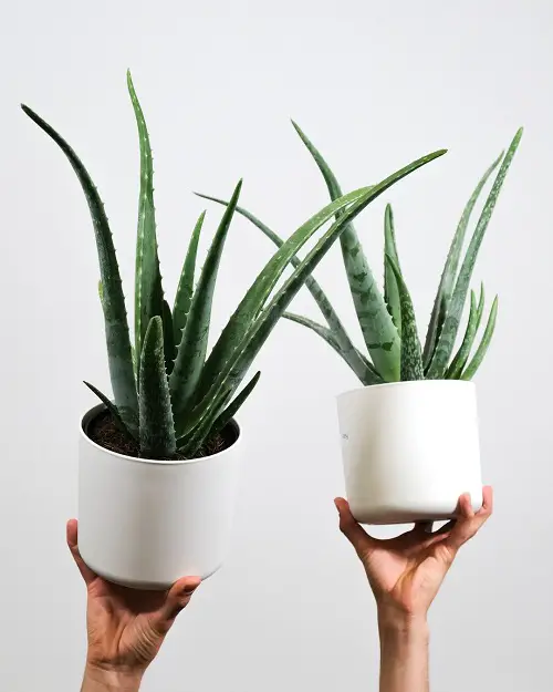 aloe vera for Gifting