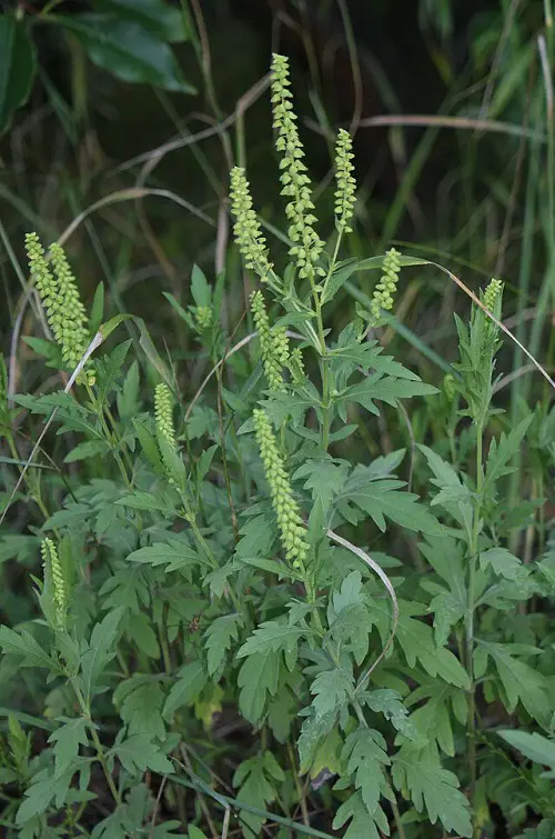 common ragweed Look Like Pepper Plants