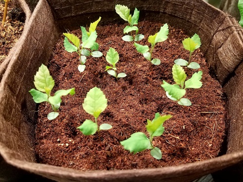 Serviceberry seed germination