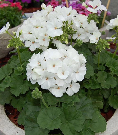 beautiful Best White Geraniums