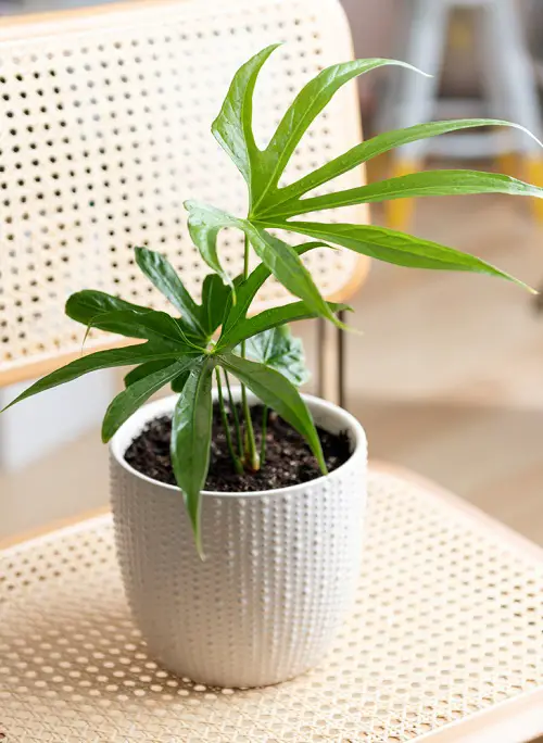 Anthurium Pedatoradiatum white potted plant on chair