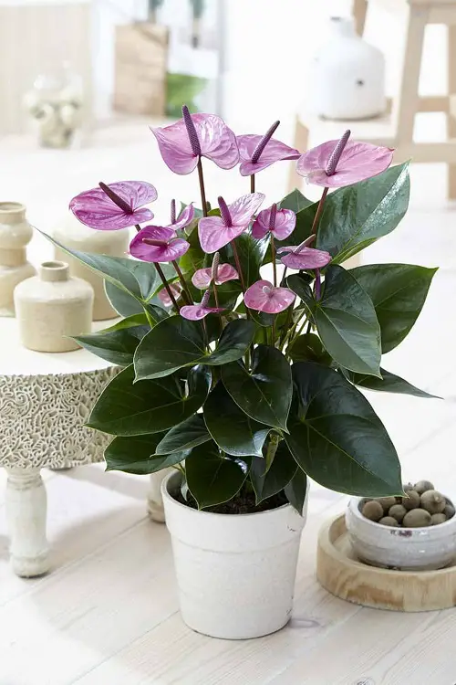 Anthurium indoor plant