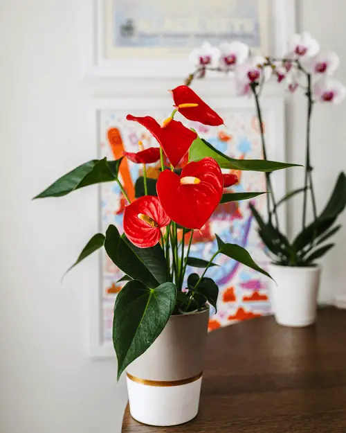 Beautiful Flowers that Start with A 2