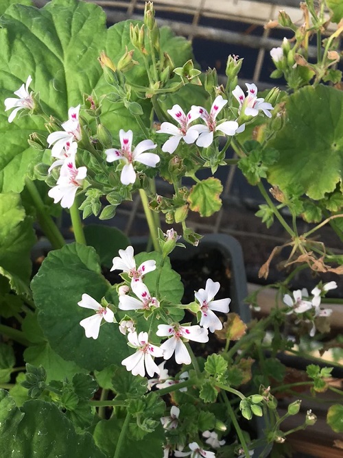 Best White Geraniums 1