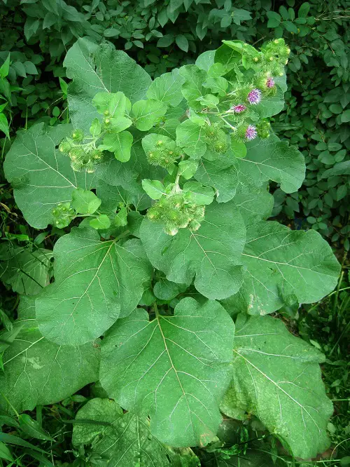 Greater Burdock looks like rhuberb