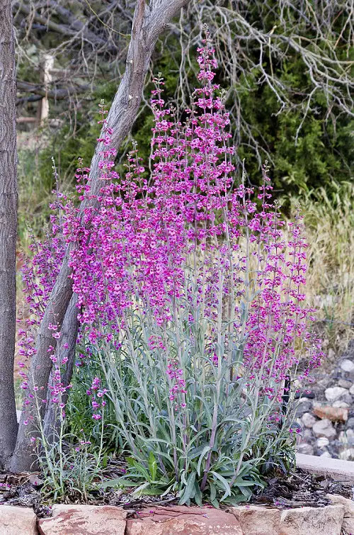 A vibrant purple flower