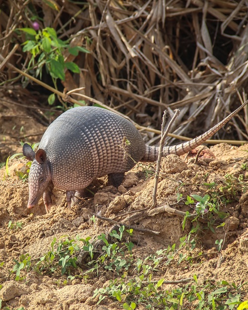 Use Vinegar to Get Rid of Armadillos