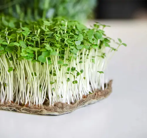 Arugula Ready for Harvest within Weeks