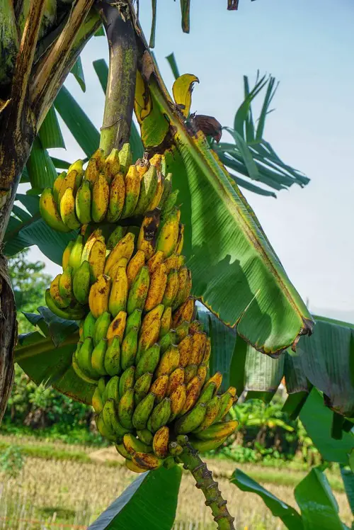 Asian Bananas fruit