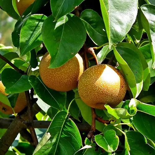 Asian Pear fruit